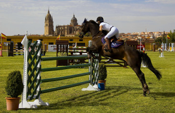 Картинка спорт конный+спорт лошадь ипподром жокей скачки