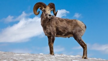 Картинка животные козы архар