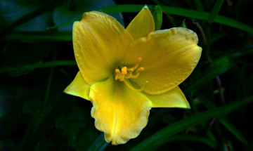 Картинка цветы лилии +лилейники желтый лилия цветок