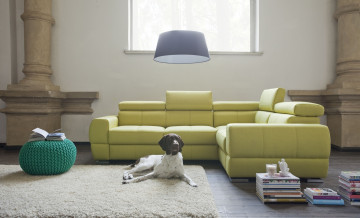 Картинка животные собаки интерьер стиль дизайн комната гостиная собака
