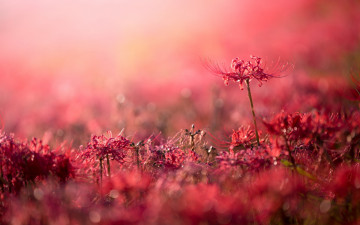 Картинка цветы лилии +лилейники природа фон