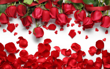 Картинка цветы розы hearts petals сердечки лепестки love flowers roses red