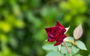 Картинка цветы розы роза бутон макро