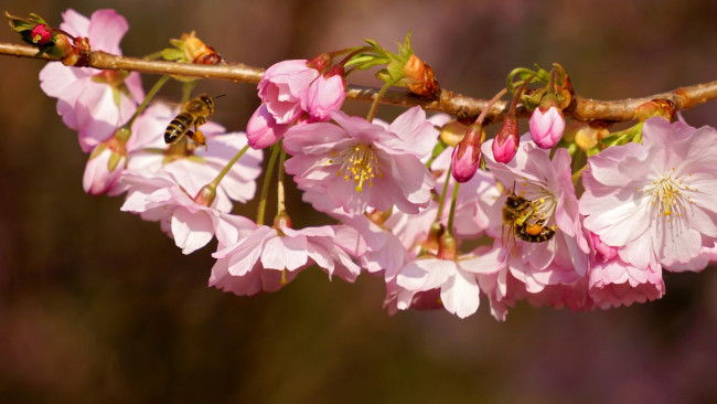 Обои картинки фото цветы, сакура,  вишня, вишня, ветка, цветение, цветки, пчёлы, насекомые, макро, весна