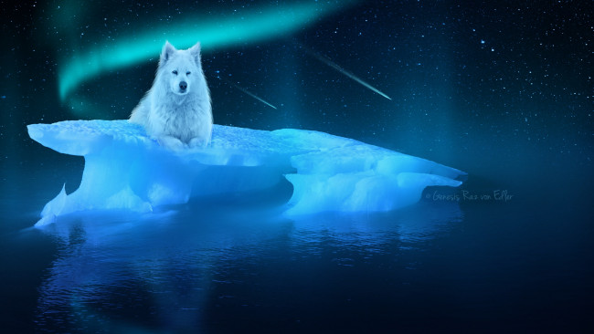 Обои картинки фото разное, компьютерный дизайн, собака, океан, айсберг, небо, ночь, звезды