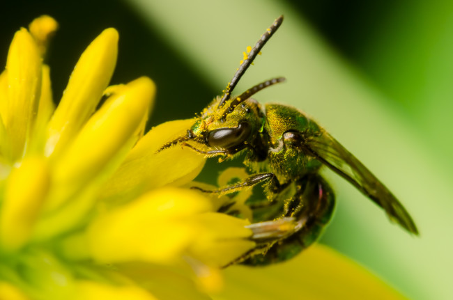 Обои картинки фото животные, пчелы,  осы,  шмели, оса, цветок