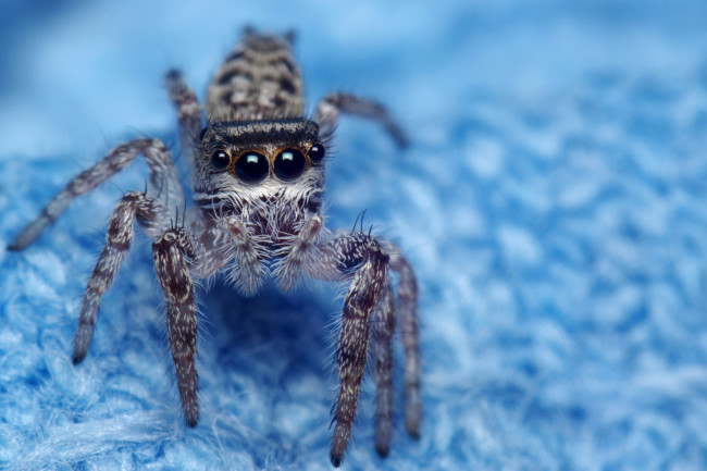 Обои картинки фото животные, пауки, паук, фон, синий