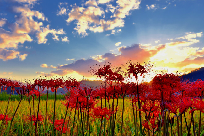 Обои картинки фото цветы, лилии,  лилейники, небо, облака, поле, природа