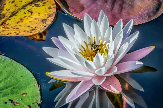 Обои картинки фото water lily, цветы, лилии водяные,  нимфеи,  кувшинки, лилия, пруд