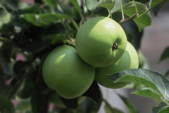 Картинка природа плоды ветка яблоки