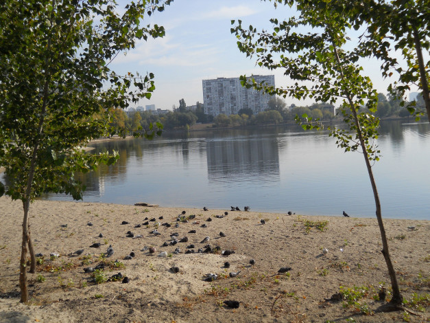 Обои картинки фото озеро тельбин, города, - улицы,  площади,  набережные, киев, озеро, тельбин, осень, голуби