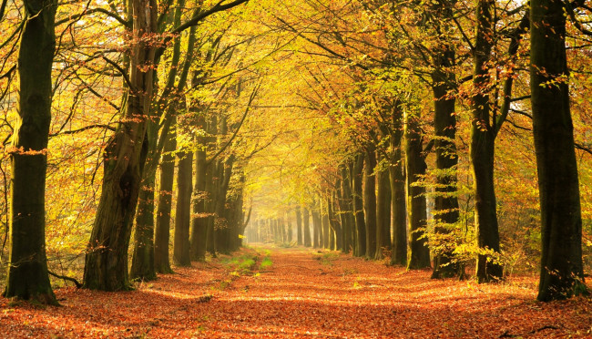 Обои картинки фото природа, дороги, листья, аллея, деревья, осень