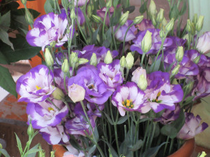 Картинка цветы эустома фиолетовые