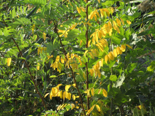 Картинка природа листья листики