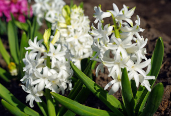 Картинка цветы гиацинты белоснежность белый цвет весна красота дача флора май растения первоцветы природа радость макро