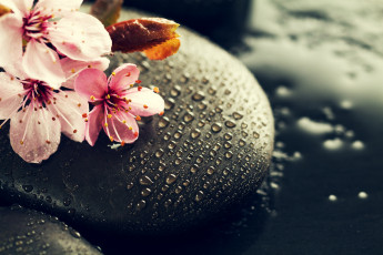 Картинка цветы сакура +вишня ветка вода капли камни