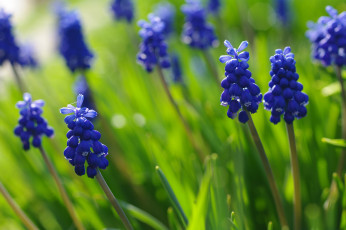 Картинка цветы мускари май луковичные красота растения природа флора синий цвет мышиный гиацинт макро дача весна