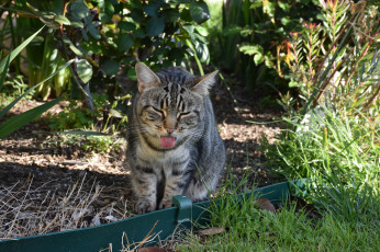 Картинка животные коты кот