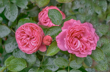 Картинка цветы розы розарий флора