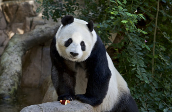 Картинка животные панды отдых дерево панда природа животное