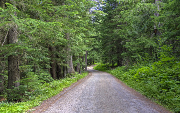 Картинка природа дороги деревья лес пейзаж дорога