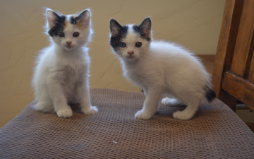 Картинка животные коты бобтейла два японского котёнка