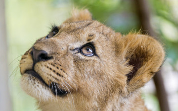 Картинка животные львы взгляд морда