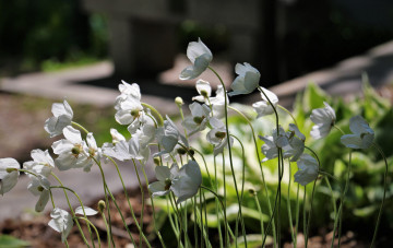 Картинка цветы анемоны +сон-трава белые