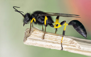 Картинка животные пчелы +осы +шмели оса