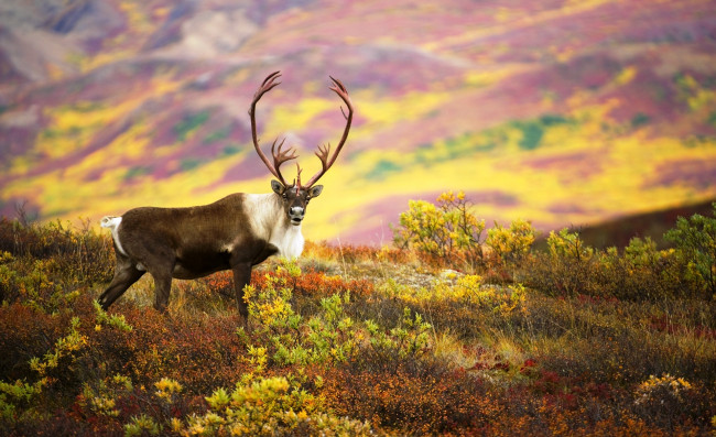 Обои картинки фото животные, олени, осень, луга, рога, карибу, олень, северный