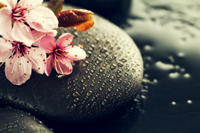 Обои картинки фото цветы, сакура,  вишня, ветка, вода, капли, камни