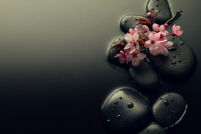 Обои картинки фото цветы, сакура,  вишня, вода, камни, капли, ветка