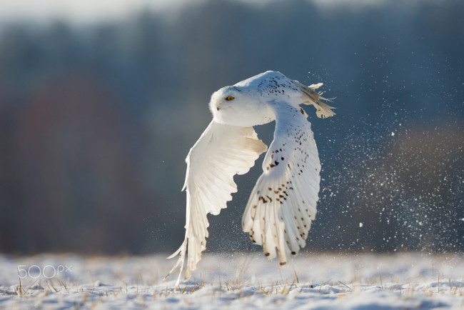 Обои картинки фото животные, совы, зима, полет, полярная, белая, сова