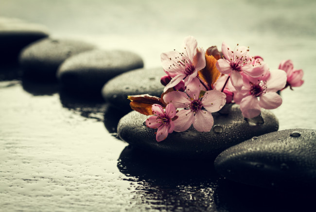Обои картинки фото цветы, сакура,  вишня, камни, ветка, капли