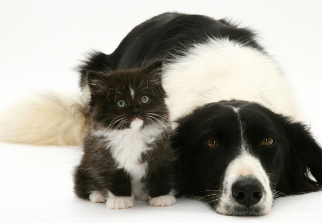 Обои картинки фото животные, разные вместе, собака, черно-белый, котенок