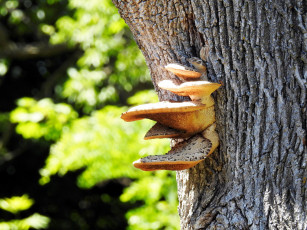 Картинка природа грибы ствол дерево