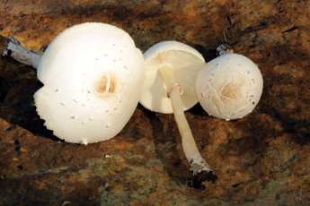 Картинка природа грибы трио