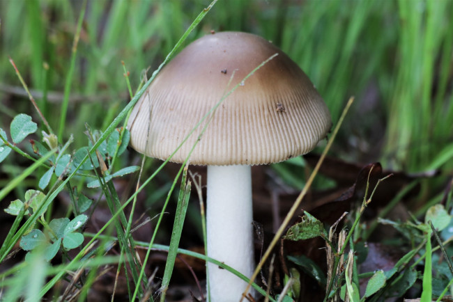 Обои картинки фото природа, грибы, одиночка