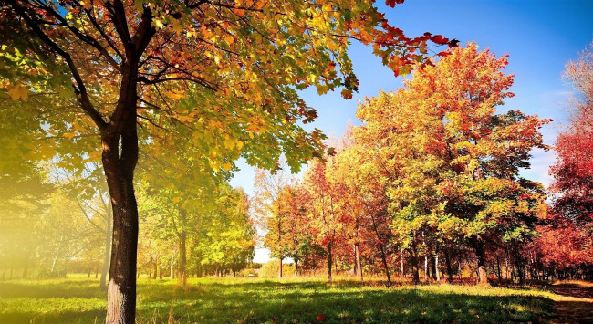 Обои картинки фото природа, деревья, осень, поляны