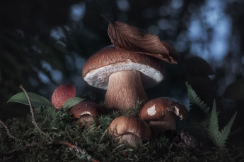 Картинка природа грибы темный фон листок мох ветка папоротник белый гриб семейка белые