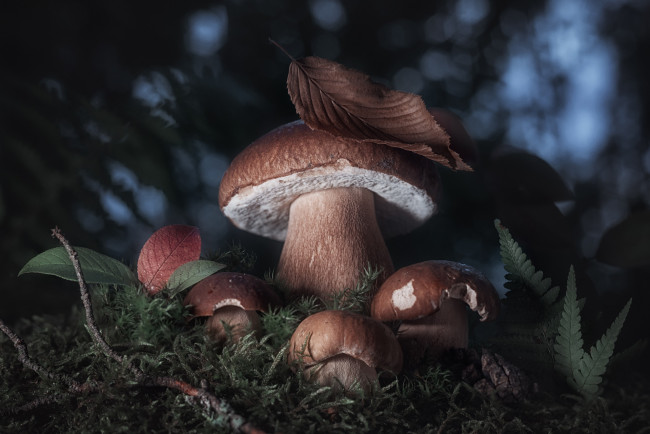 Обои картинки фото природа, грибы, темный, фон, листок, мох, ветка, папоротник, белый, гриб, семейка, белые
