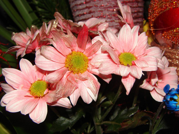 Обои картинки фото цветы, хризантемы