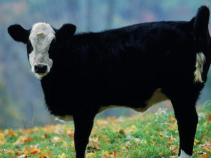 Картинка животные коровы буйволы