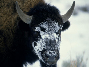 Картинка животные зубры бизоны