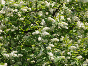 Картинка цветы цветущие деревья кустарники Черемуха