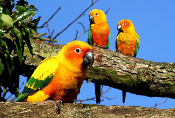 Картинка животные попугаи ветки яркий желтый