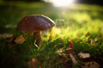 Картинка природа грибы трава листья осень