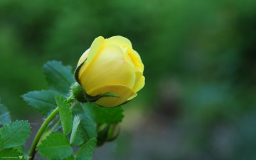 Картинка цветы розы цветок макро желтая