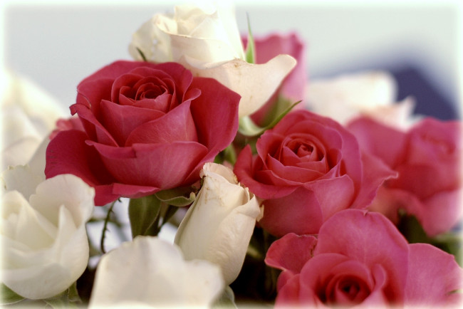 Обои картинки фото цветы, розы, красный, белый, много