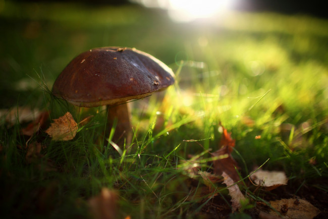 Обои картинки фото природа, грибы, трава, листья, осень